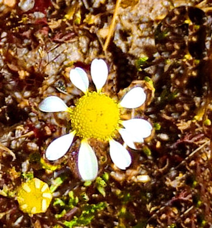 Oncosiphon africanus — related species from the same genus