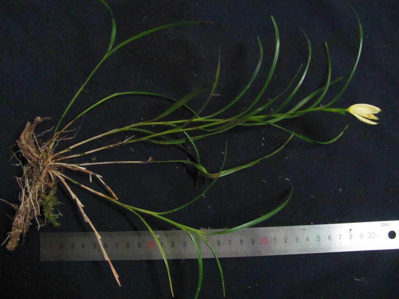 Sobralia allenii other