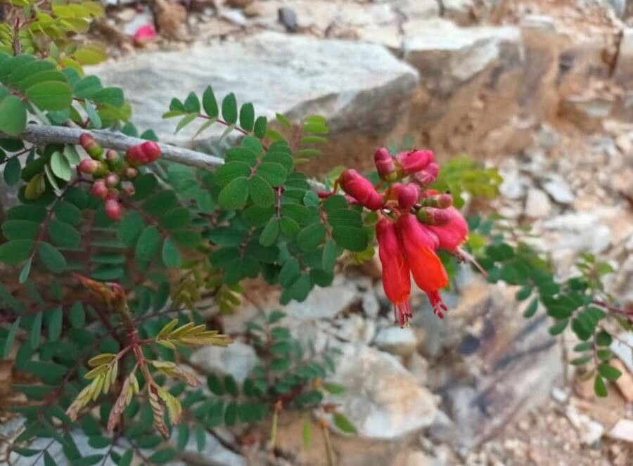 Caesalpinia cassioides — search result for 'Cassia'