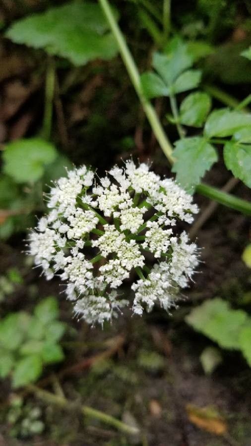 Oenanthe sarmentosa flower