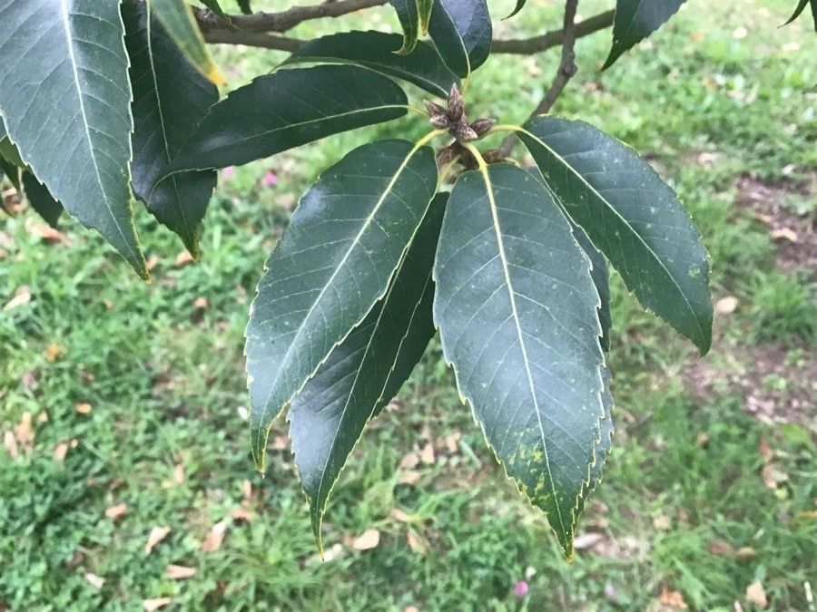 Quercus myrsinifolia