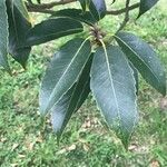 Quercus myrsinifolia