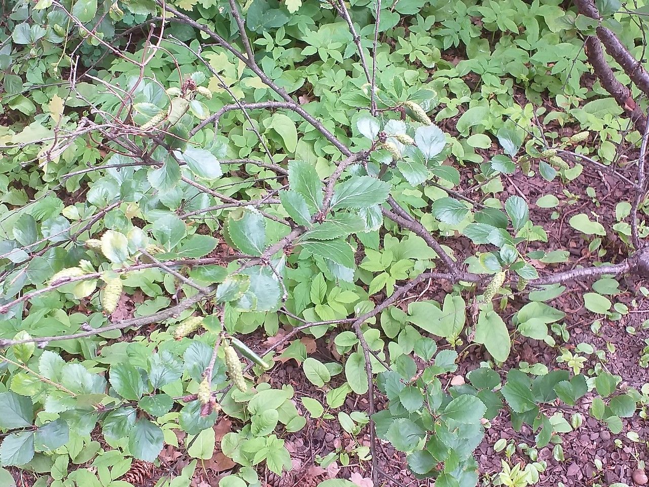 Betula ovalifolia — search result for 'Betula'