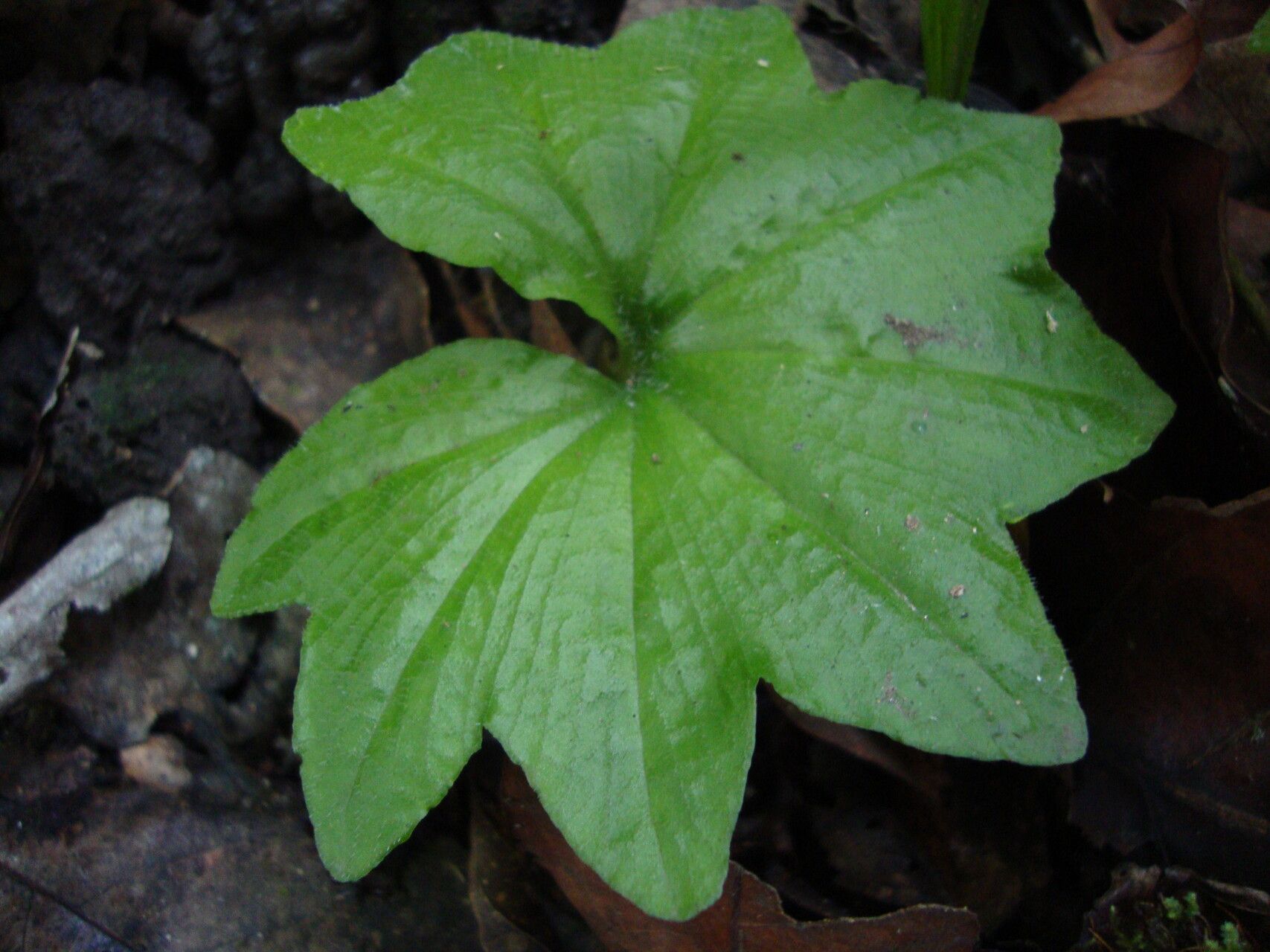Nervilia subintegra leaf