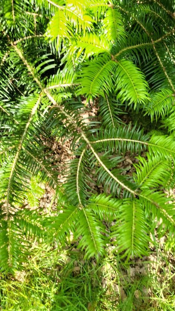 Abies chensiensis leaf