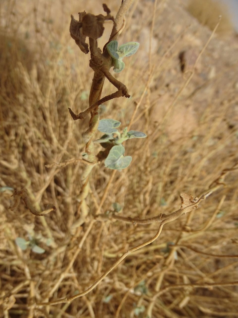 Pergularia tomentosa leaf