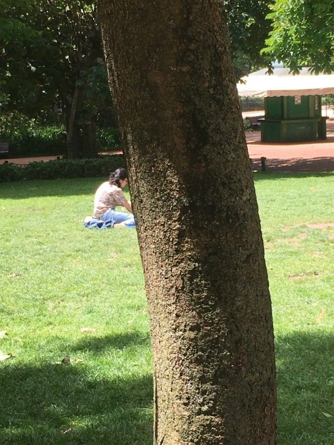 Bauhinia blakeana bark