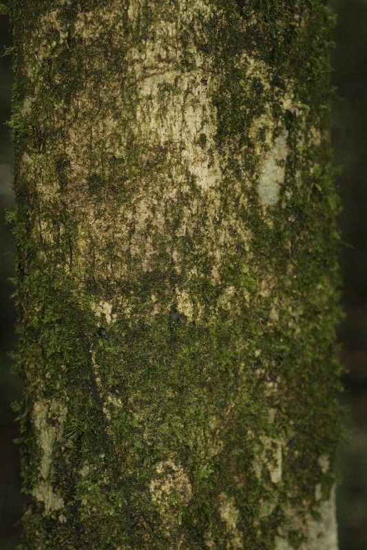 Duguetia pycnastera bark