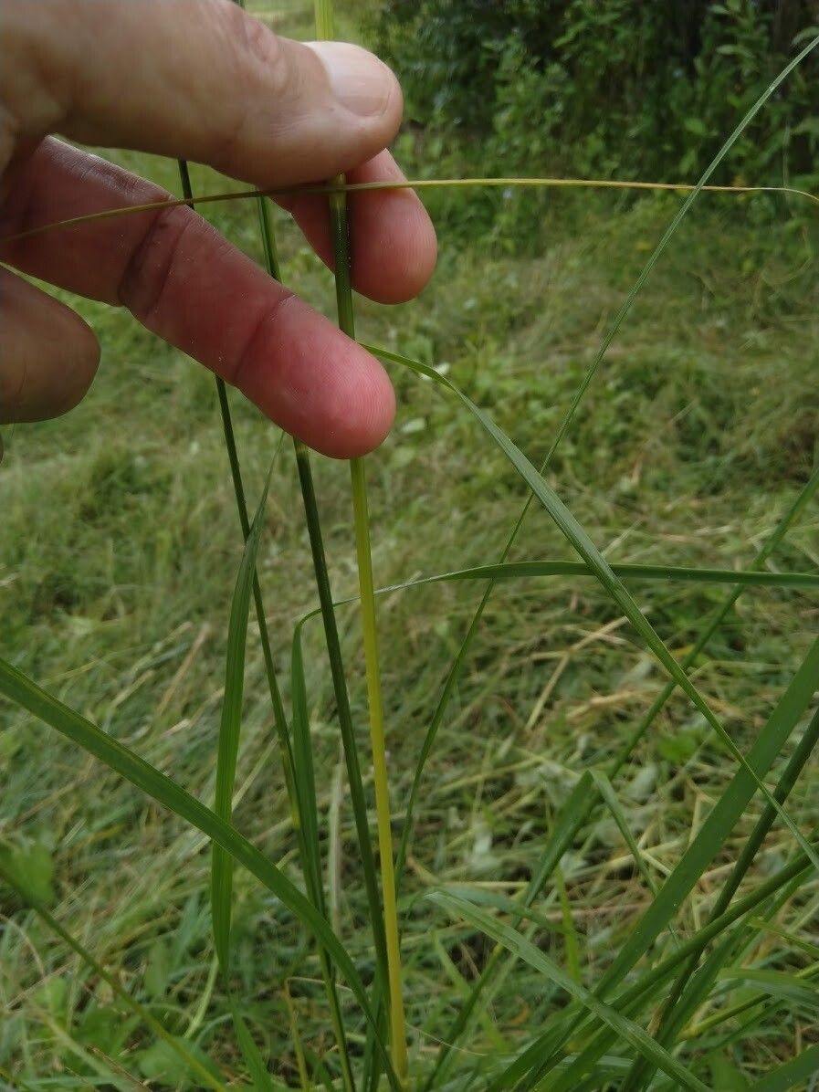 Sporobolus natalensis bark