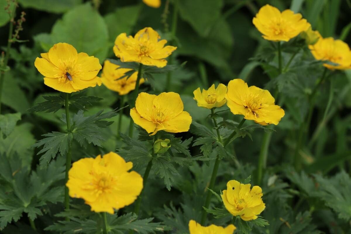 Trollius shinanensis — search result for 'Trollius'