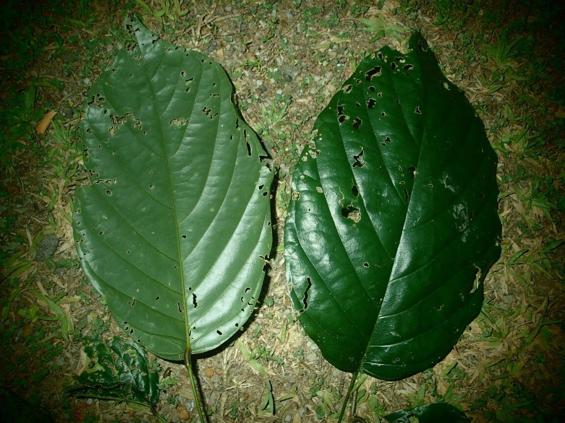 Baphia megaphylla — houseplant care guide