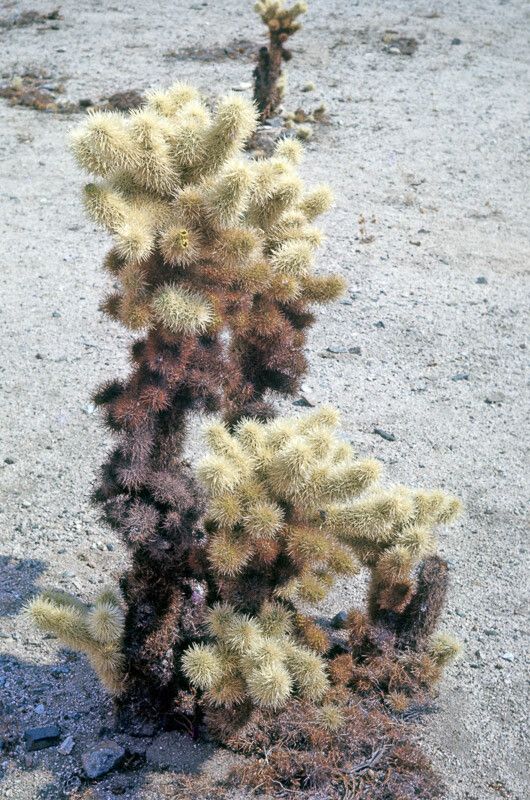 Cylindropuntia bigelovii bark