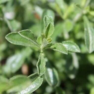 Clinopodium obovatum — search result for 'Clinopodium'