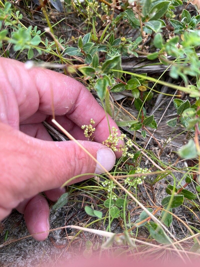 Radiola linoides flower