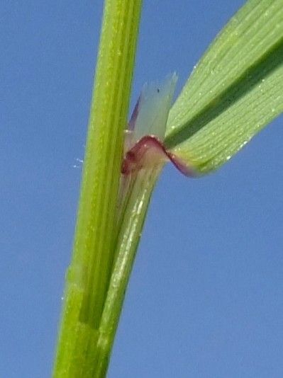 Anthoxanthum alpinum bark