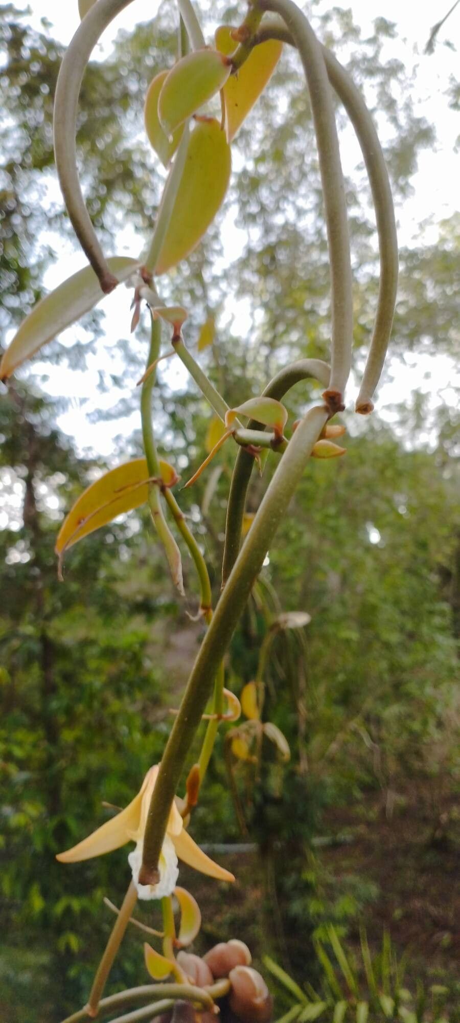 Vanilla bicolor fruit