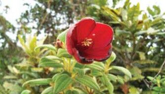 Tibouchina grossa flower