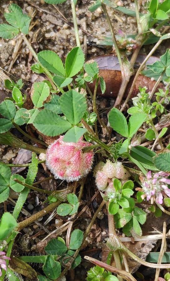 Trifolium tomentosum flower