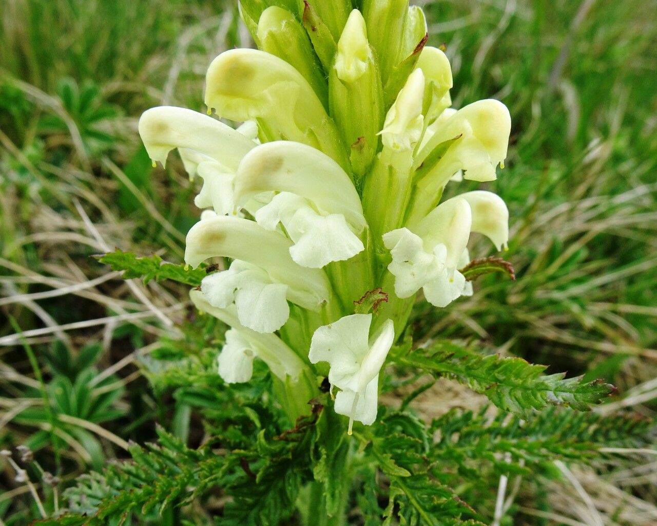 Pedicularis comosa flower