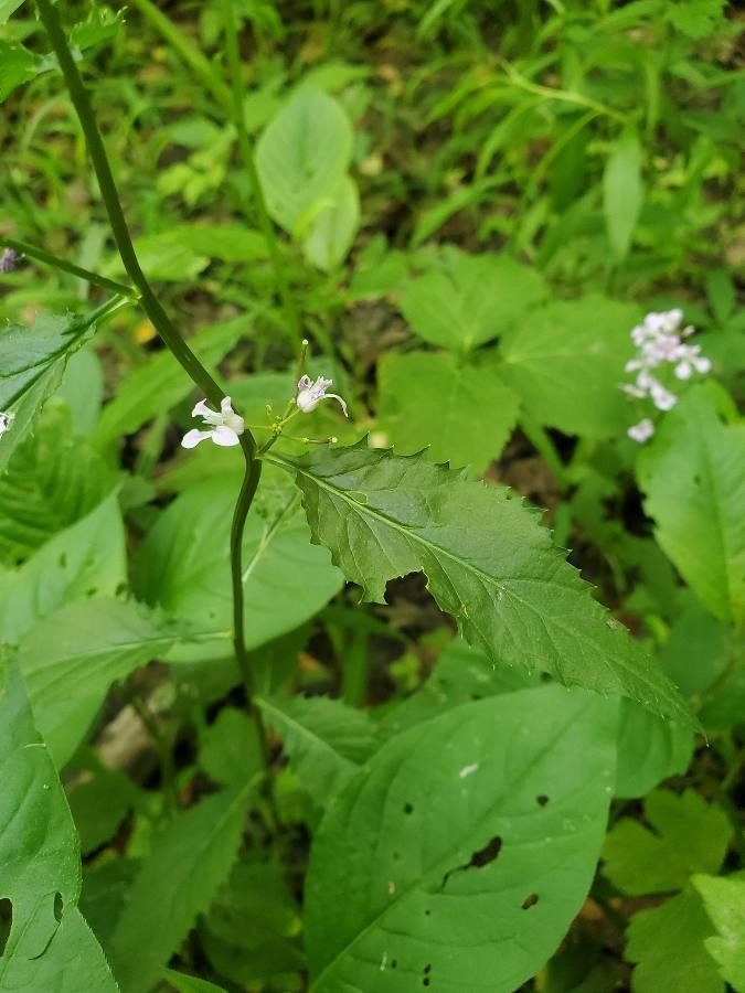 Iodanthus pinnatifidus — houseplant care guide