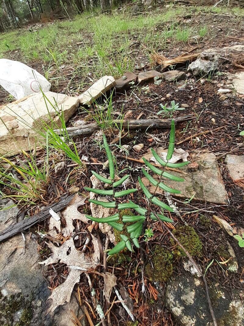 Pellaea atropurpurea habit