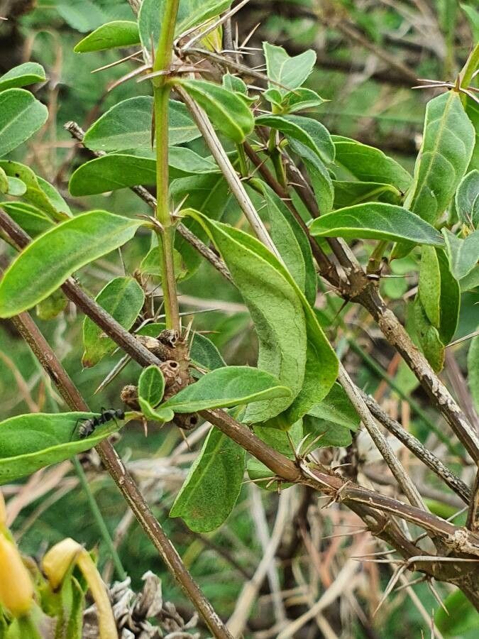 Barleria eranthemoides leaf