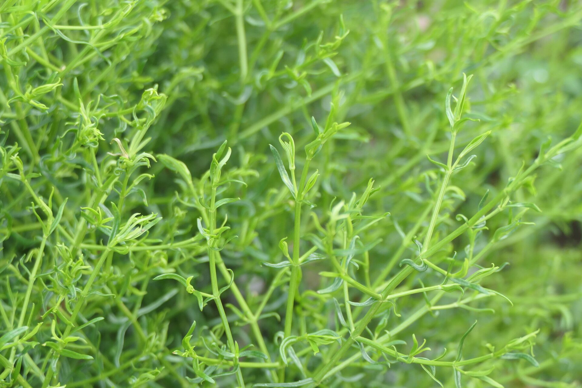 Felicia filifolia — search result for 'Felicia'