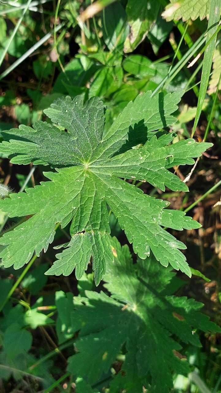 Geranium phaeum leaf