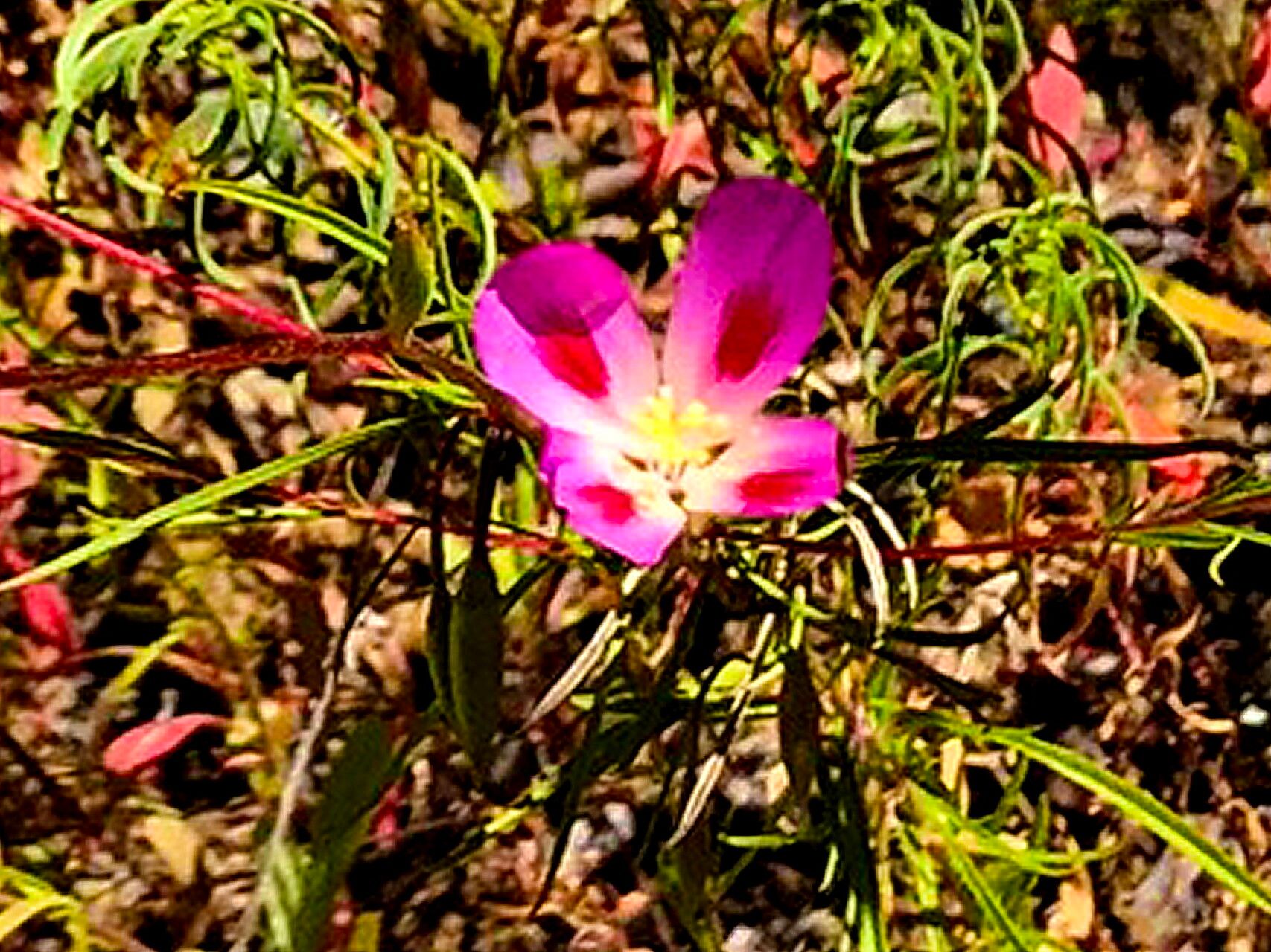 Clarkia gracilis — related species from the same genus