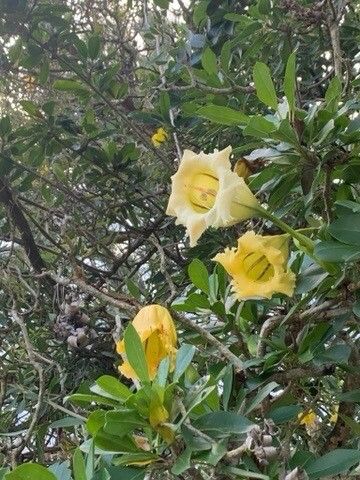 Solandra maxima flower