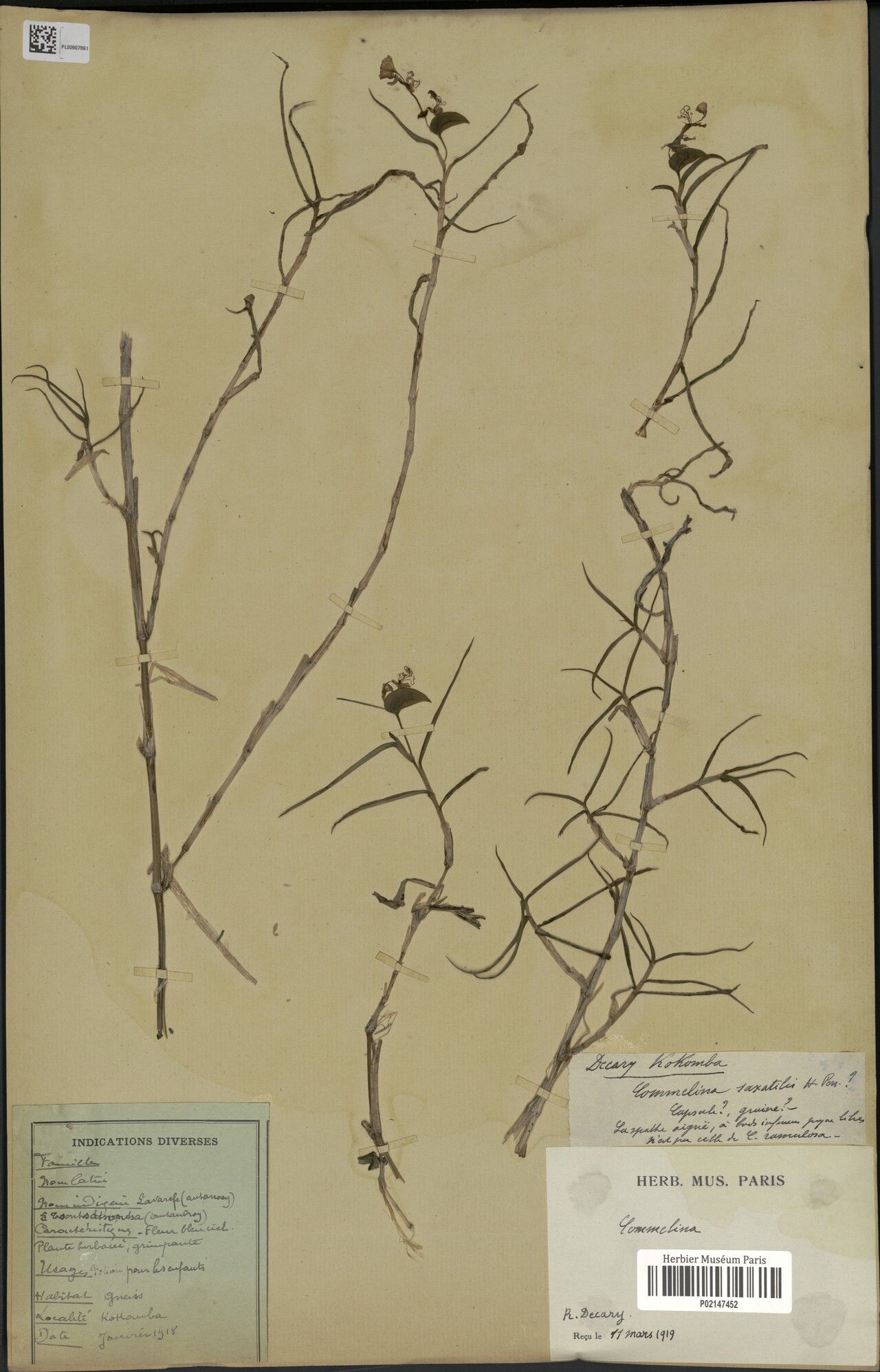 Commelina saxatilis — search result for 'Commelina'