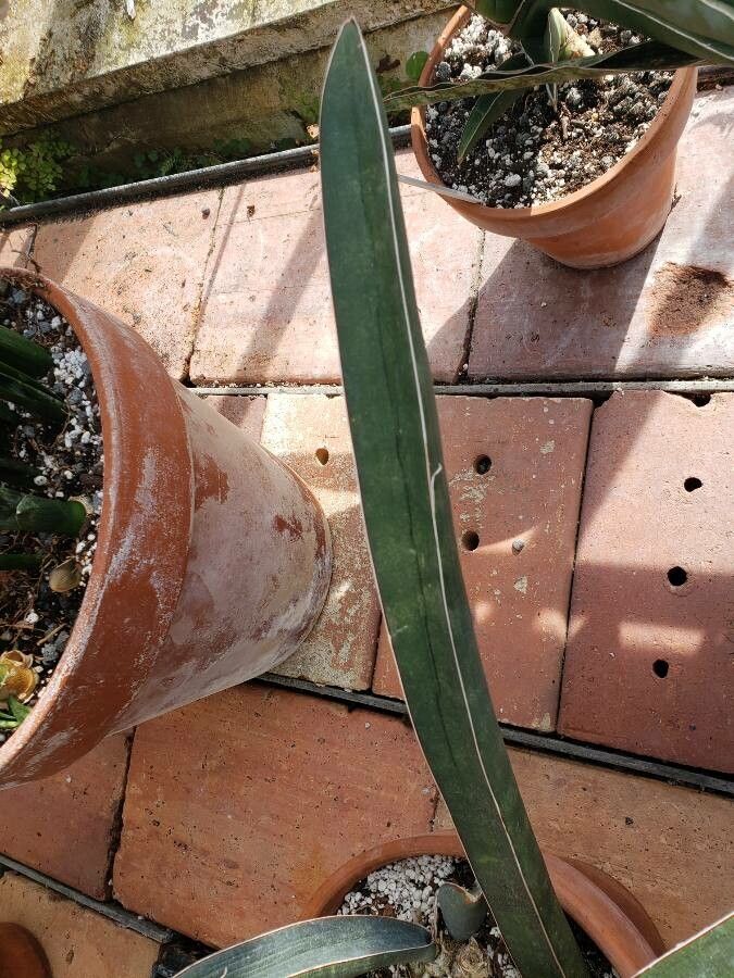 Sansevieria hallii leaf