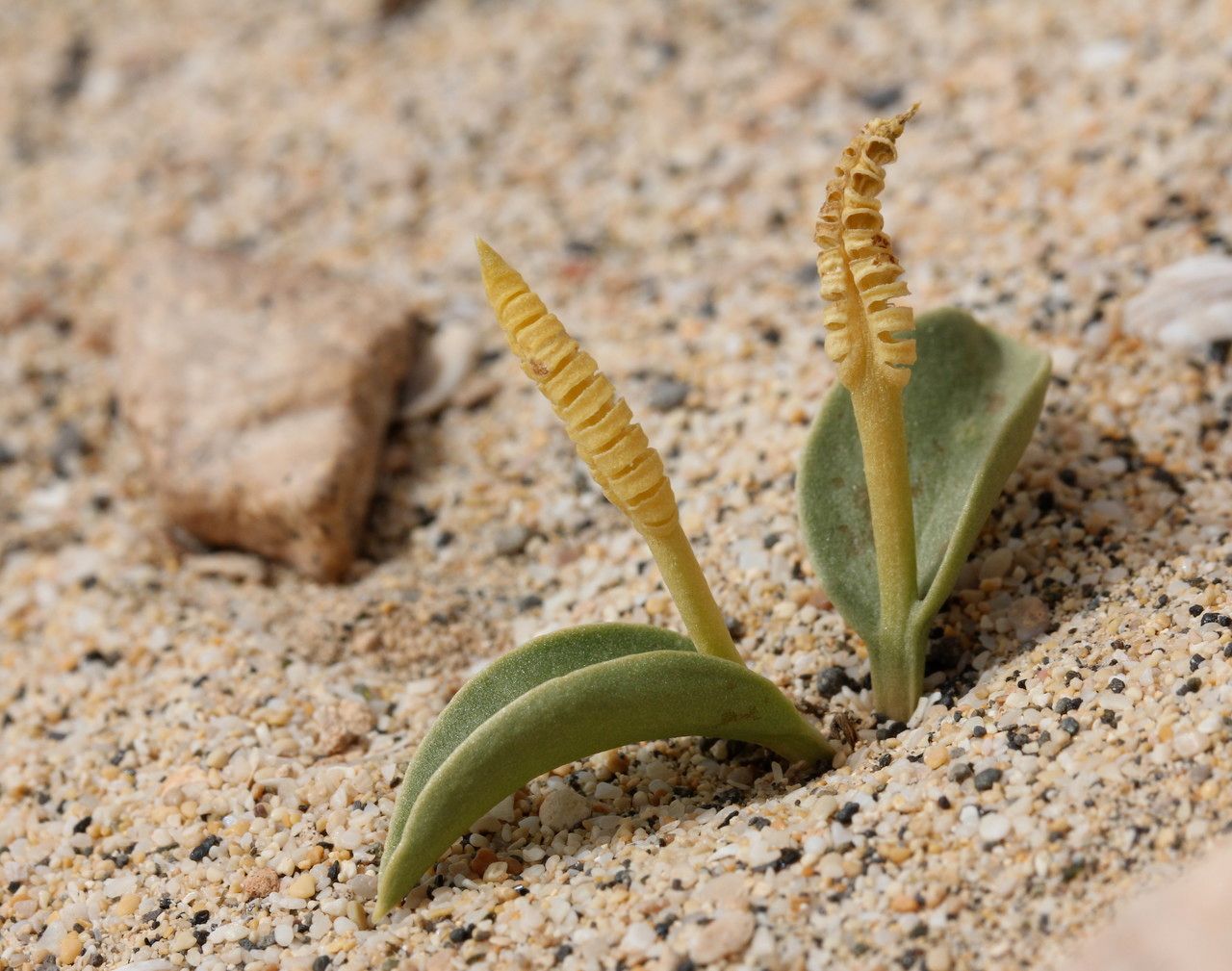 Ophioglossum polyphyllum habit