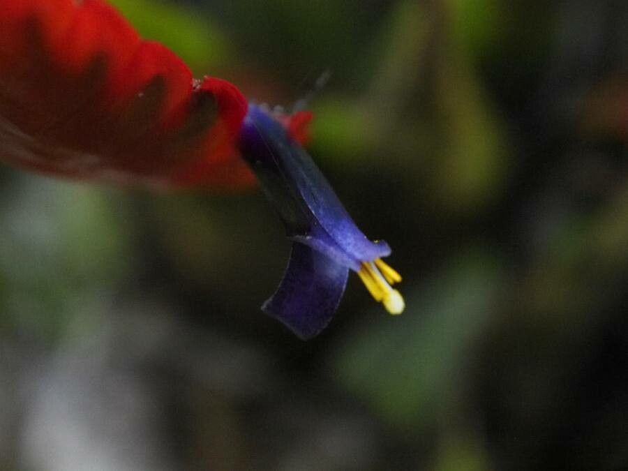 Tillandsia multicaulis flower