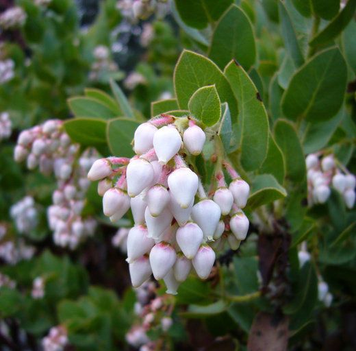 Arctostaphylos refugioensis — search result for 'Arctostaphylos'