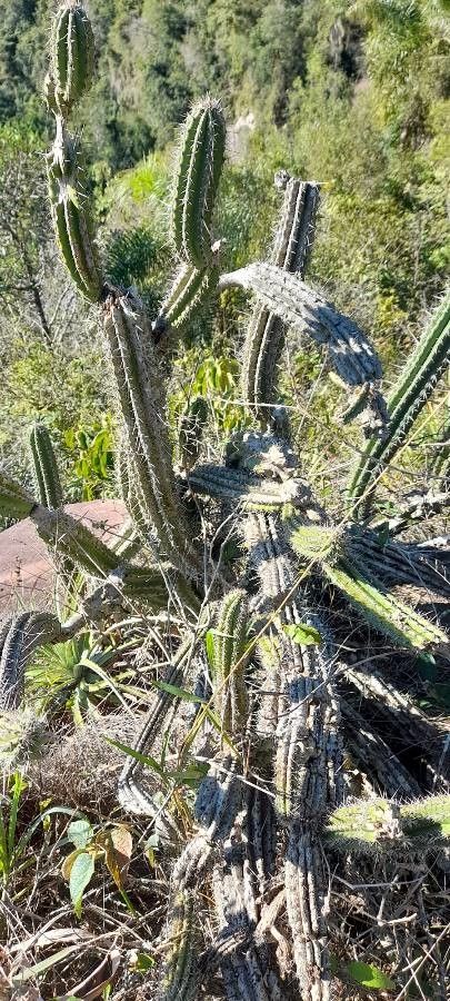 Praecereus euchlorus habit