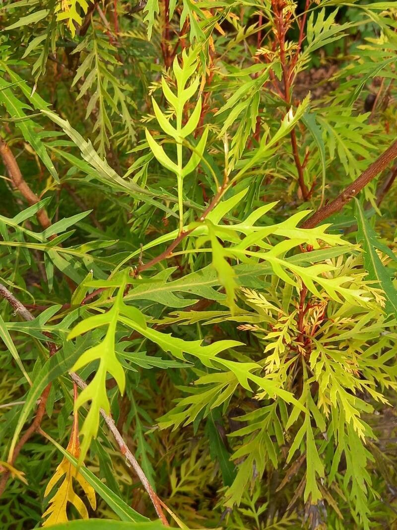 Lomatia tinctoria — houseplant care guide