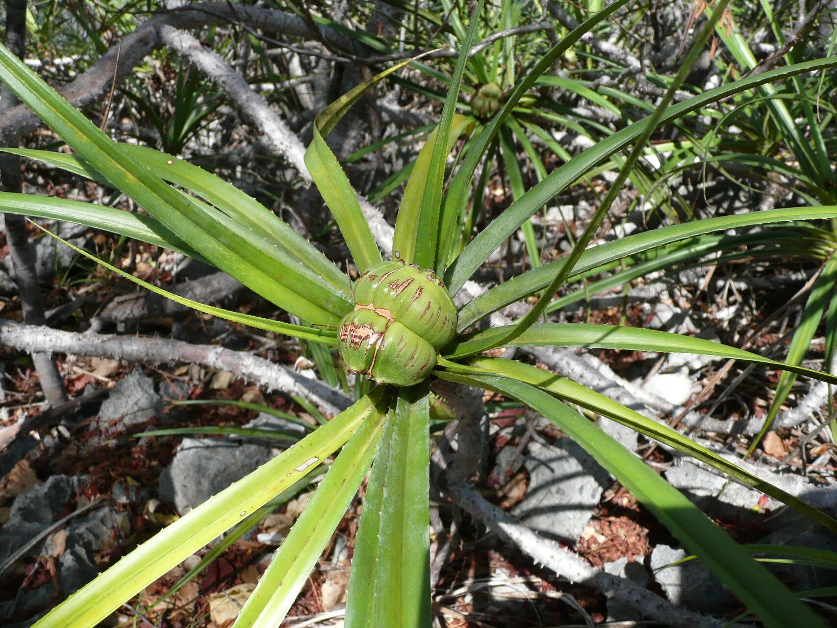 Pandanus biceps fruit