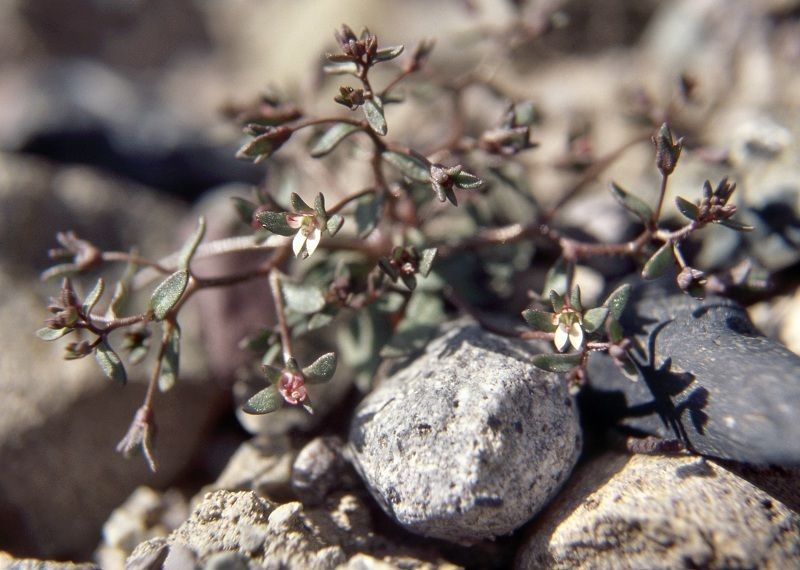 Nemacladus rigidus habit