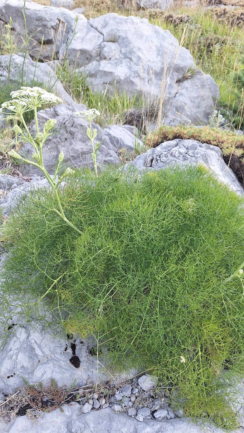 Seseli parnassicum — search result for 'Seseli'