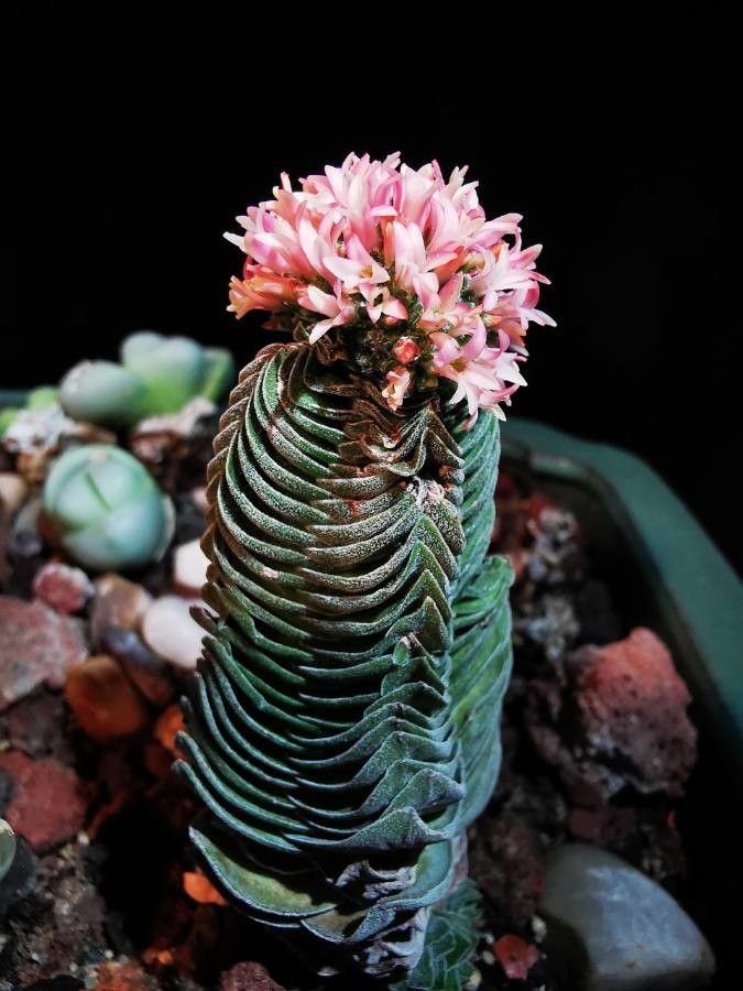 Crassula pyramidalis flower