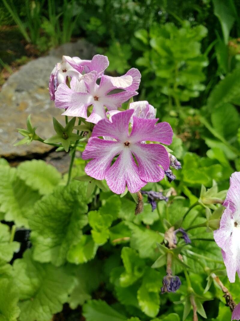 Primula sieboldii flower