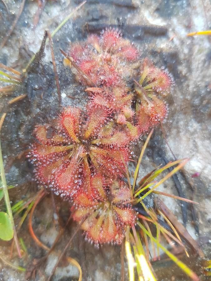 Drosera spatulata