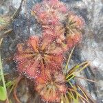Drosera spatulata