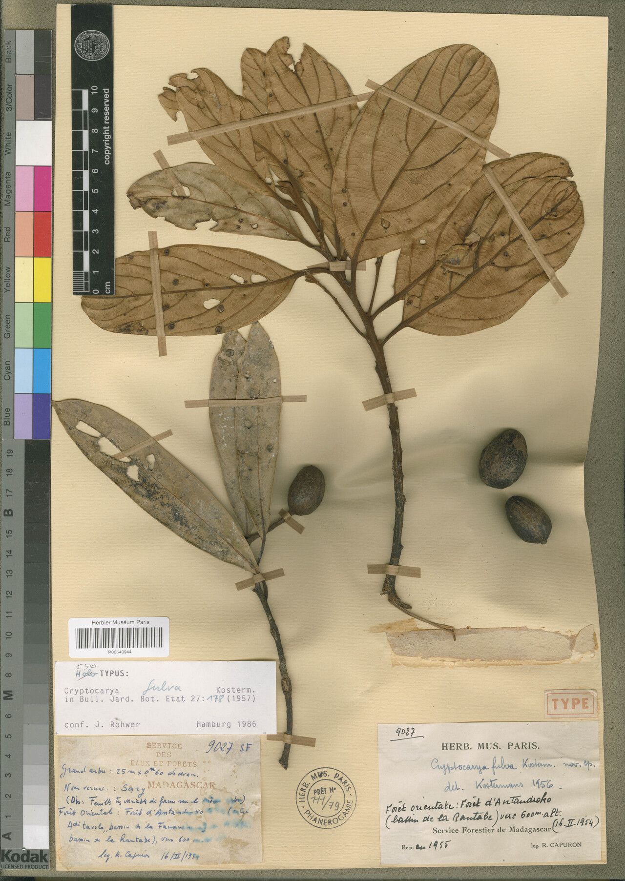 Cryptocarya fulva — houseplant care guide