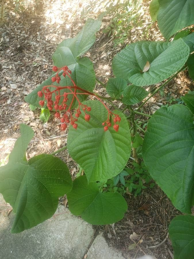 Clerodendrum japonicum leaf