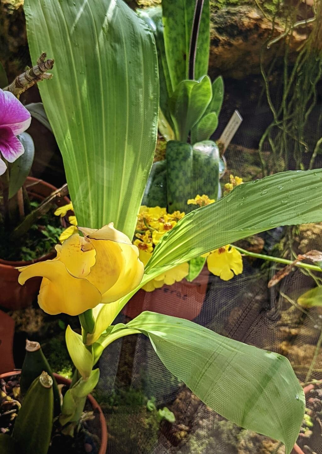 Anguloa cliftonii — related species from the same genus