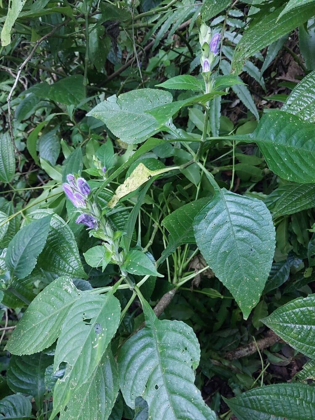 Brillantaisia madagascariensis other