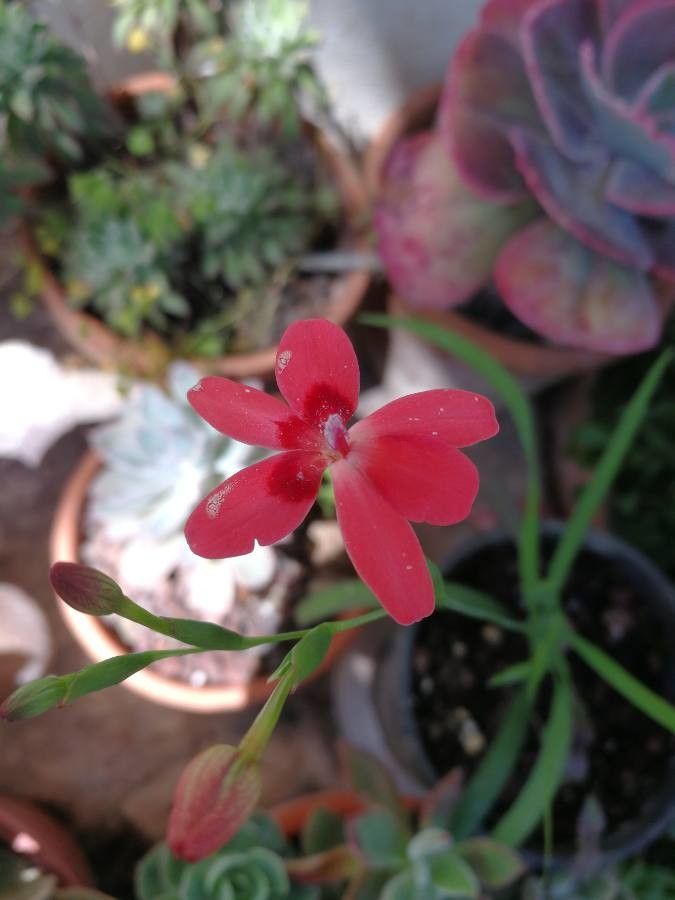 Anomatheca laxa flower