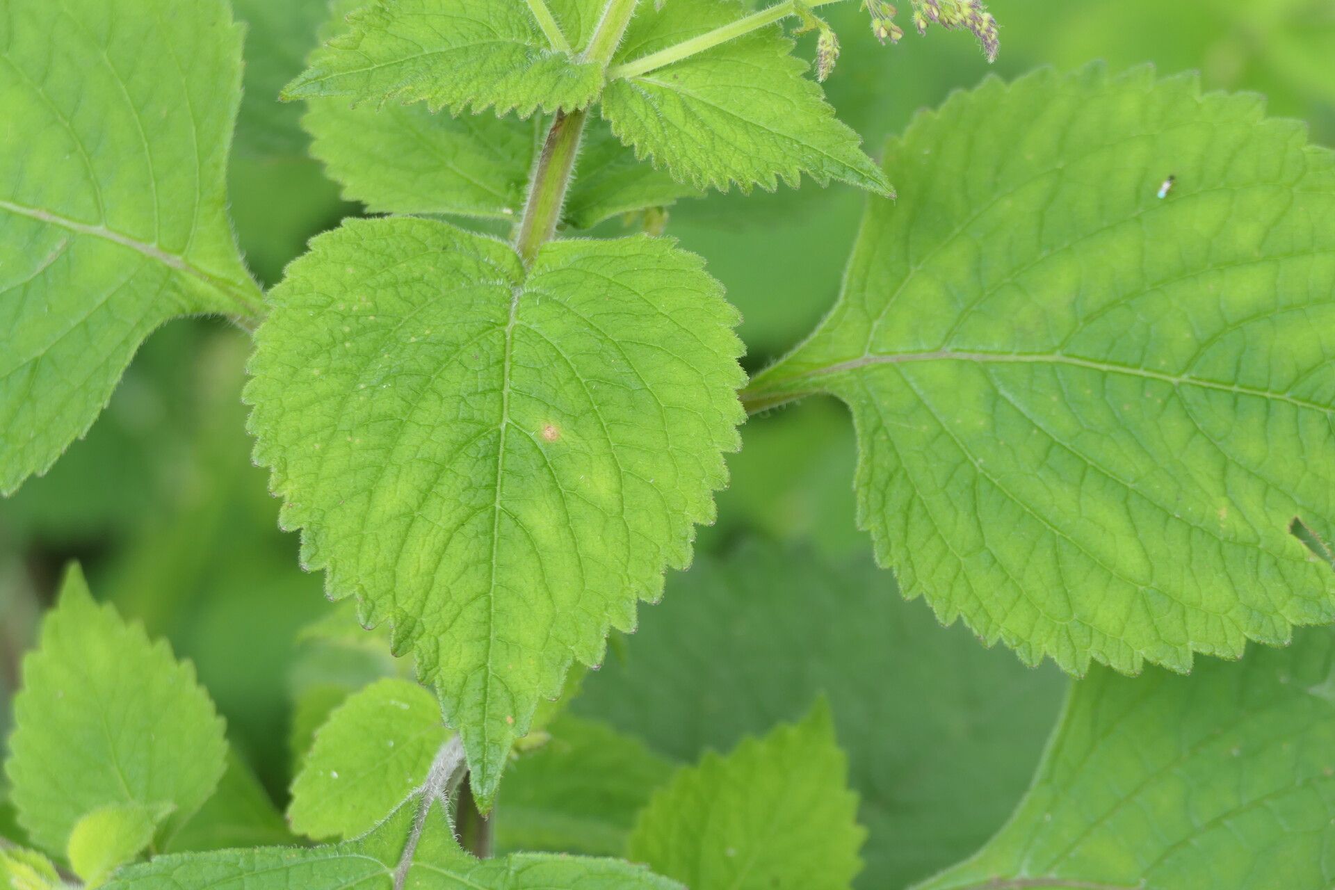 Plectranthus grallatus — search result for 'Plectranthus'